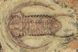 Pair Of Early Cambrian Trilobites (Perrector) - Tazemmourt, Morocco #209718-3